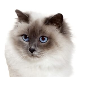 Porte-clés artisanaux « chat »