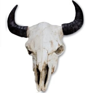 Crâne de bison naturel en résine